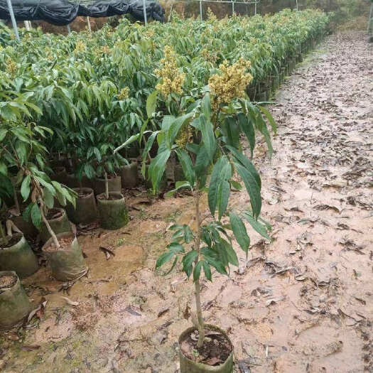 灵山县广西钦州红皮荔枝树苗 嫁接荔枝王树苗杯苗30-60-90CM