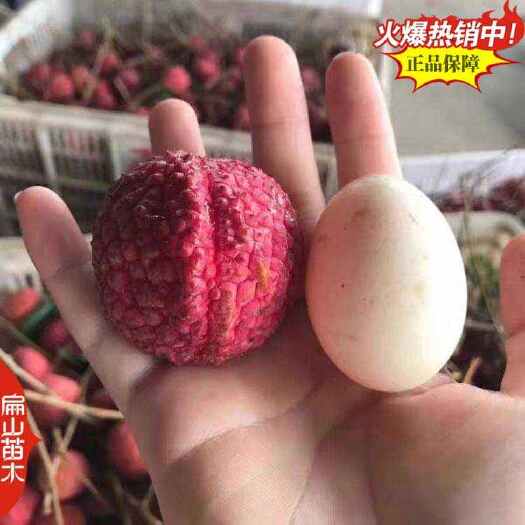 昆明云南嫁接黑叶荔枝树苗 怀枝 井岗红 绛沙兰荔枝苗抗耐寒带花苞