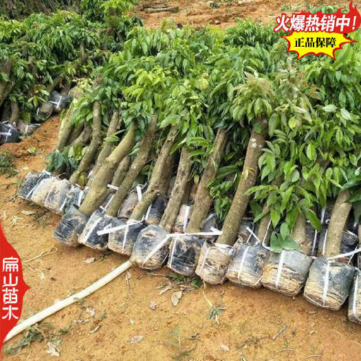 全州县广西高压无核荔枝苗 鸡嘴 火山岩 青皮荔枝树苗年产80万珠