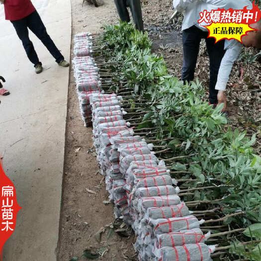 平阳县地径1-2CM浙江糯米糍荔枝苗 楠木叶 白蜡 观音绿树中杯苗