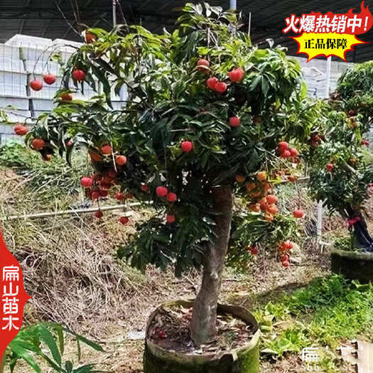 株洲湖南玉荷包荔枝苗荔枝树苗批发 1-2年御金球荔枝苗当年挂果