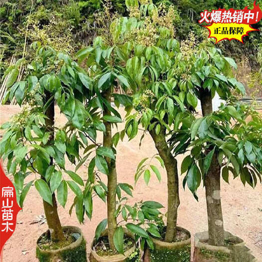 株洲2-3年广东已挂果增城挂绿荔枝苗六月红科技一号岭丰糯大杯苗