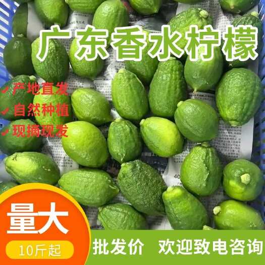 广州广东香水柠檬新鲜正宗青柠檬