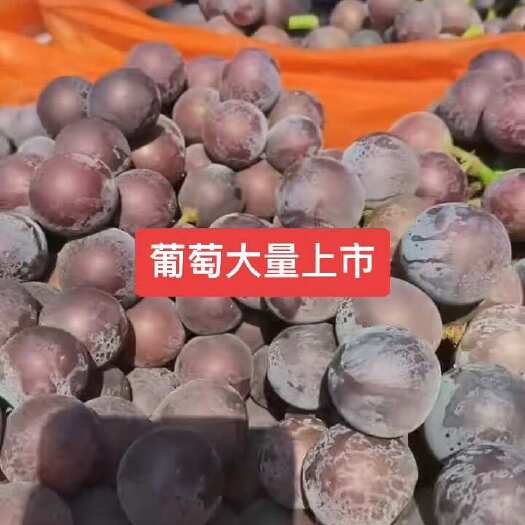 金乡县藤枕葡萄、维多利亚葡萄
