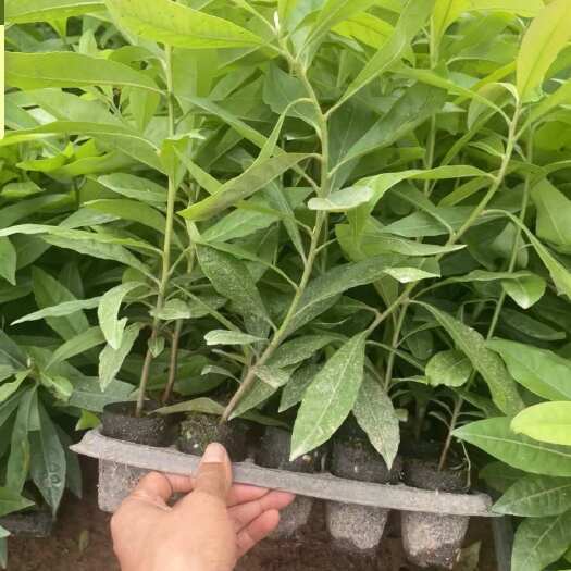 北流市木荷树苗