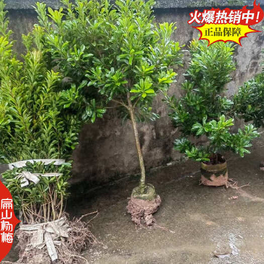 漳州龙岩早熟东魁杨梅中杯苗 福建鸡蛋大闽西早佳东魁树小杯苗批发