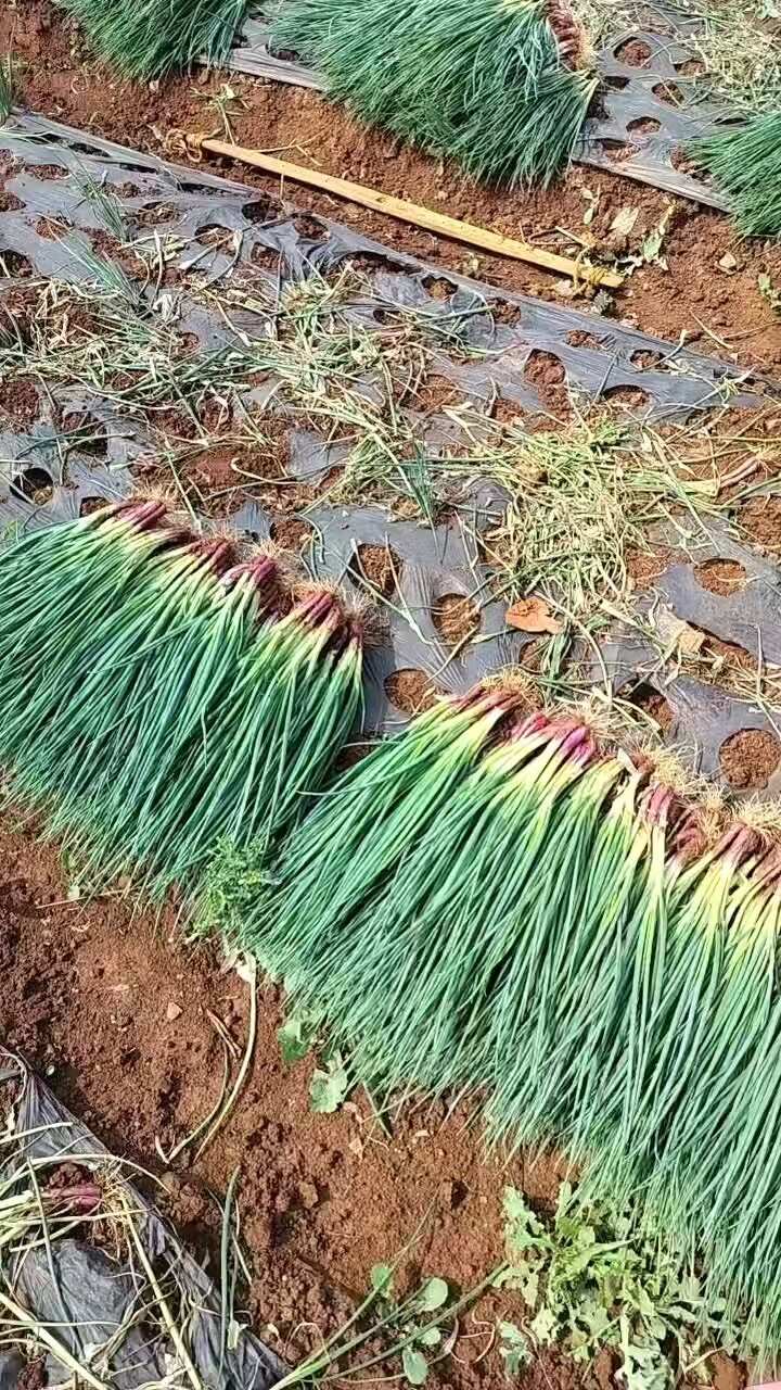 代办云南红葱产地直销一条龙为你整车按需供应，质量保证正品