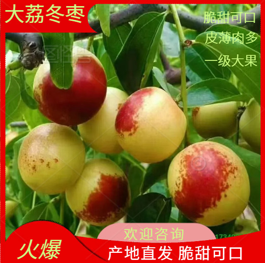 大荔鲜冬枣 产地直供 核果仁果类 水果批发