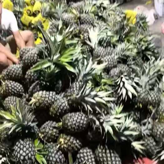 陆丰市自产自销凤梨 无刺卡因风梨 陆丰陂洋菠萝