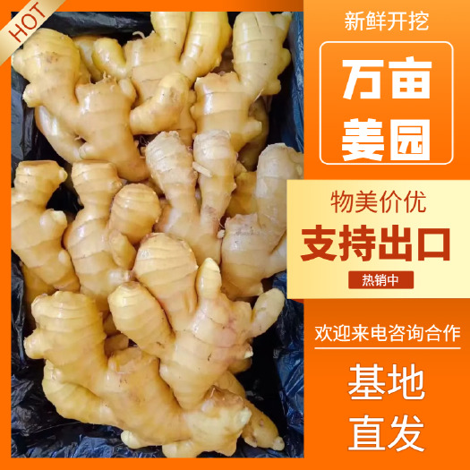 大黄姜颜色好产地直发，常年有货，质量保障