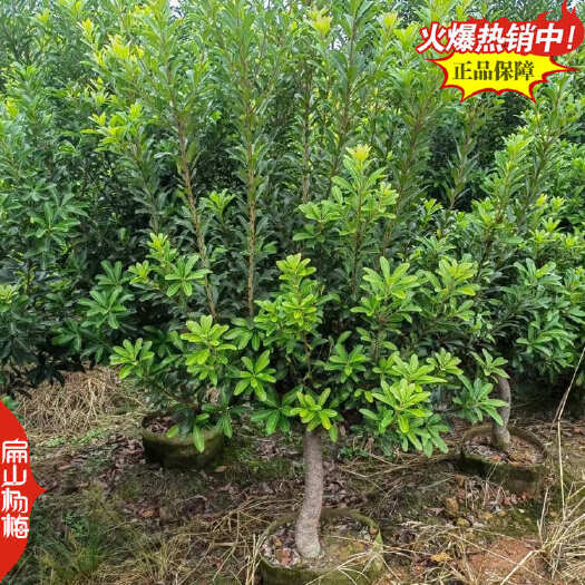 瑞金市江西四大杨梅苗品种东魁早熟小黑炭大黑晶杨梅小杯批发价格5元