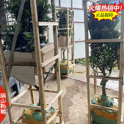 上林县福建白杨梅苗批发浙江广西白沙杨梅树小杯苗价格1-2-3年生苗