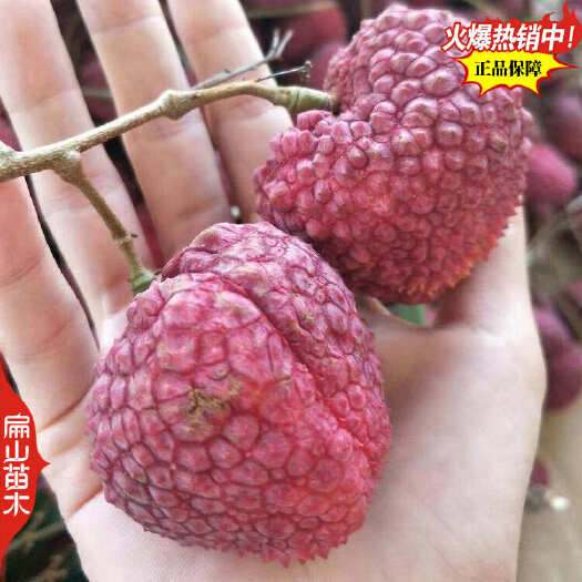全州县广西桂林荔枝王荔枝苗批发 红绣球 黑叶井冈红糯米糍荔枝8万珠