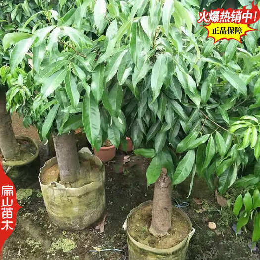 宁波高压妃子笑荔枝树苗 高杆白蜡荔枝苗大红袍黛绿地径10CM