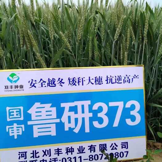 濮阳【全国包邮】高产抗病抗倒抗寒抗寒双国审小麦品种【鲁研373】