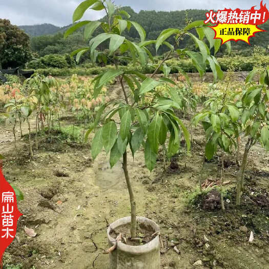 九江实力说话江西挂绿荔枝苗桂味红灯笼观音绿10万珠地径1.5CM