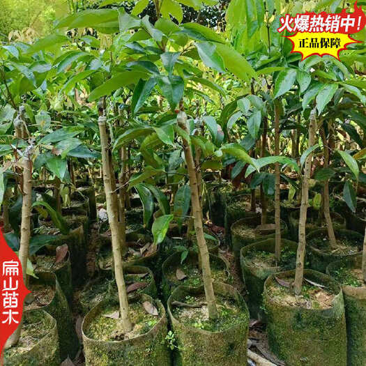 化州市矮化无核广东草铺荔枝苗 马贵荔枝中杯苗批发地径1-2-3CM