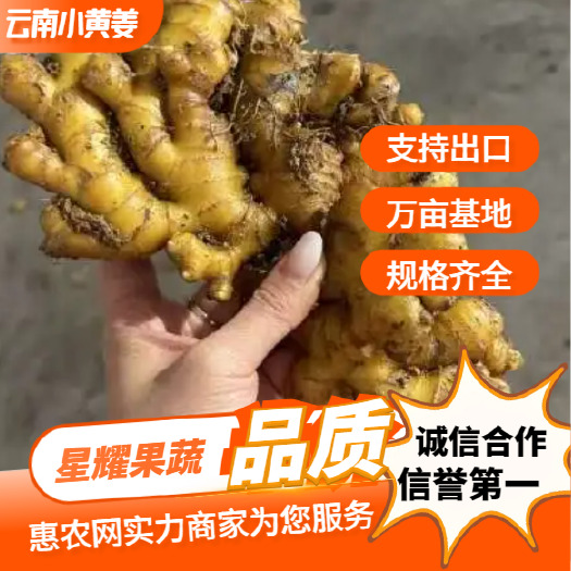 《云南小黄姜》产地直发，支持全国发货