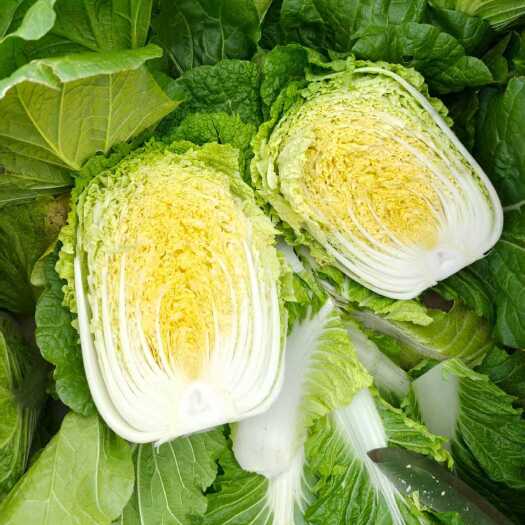 坝上精品黄芯大白菜，产地直发