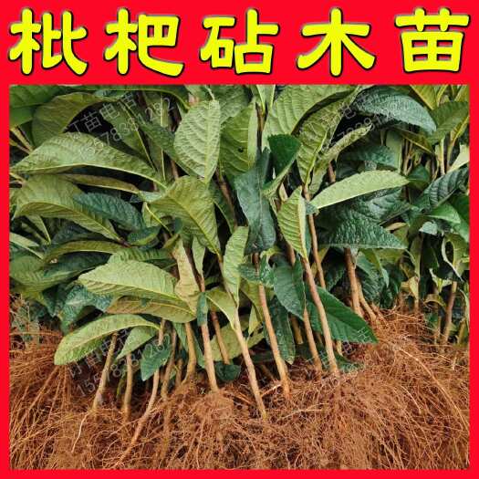 阳朔县板栗实生苗枇杷实生苗板栗苗枇杷苗板栗树枇杷苗树直生嫁接砧木苗