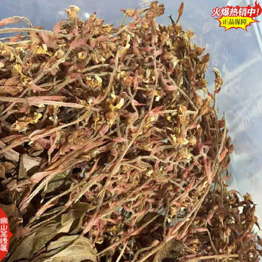 惠安县爆米花金线莲干品 福建龙岩盆栽开花金线莲套袋大棚林下种植基地