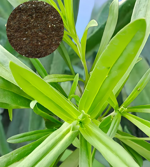 聊城面条菜种子 四季播种 易生长易种植 野菜种子