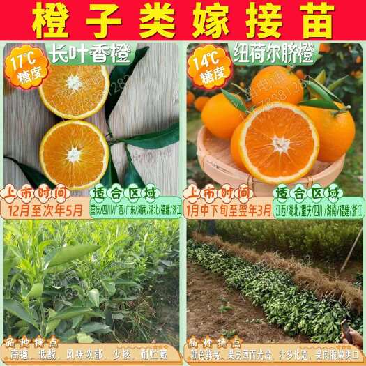 阳朔县长叶香橙苗纽荷尔脐橙苗爱媛38号树苗血橙冰糖橙树苗夏橙果苗树