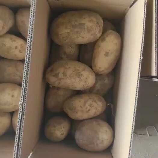 义县土豆一件代发，对接电商各大平台