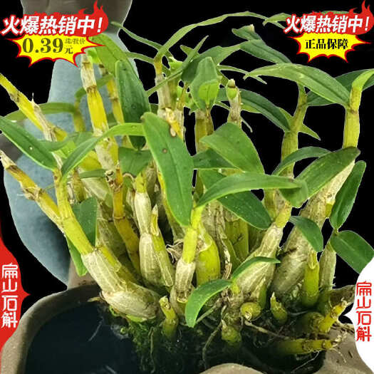 大关县云南铜皮铁皮石斛种苗 浙江10福建竹叶束花红杆观赏盆栽石斛