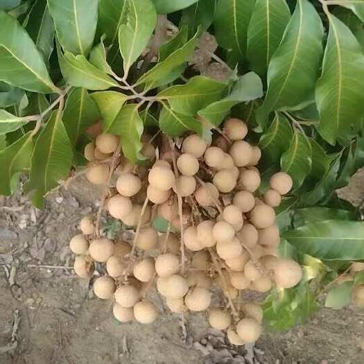 平南县龙眼果地