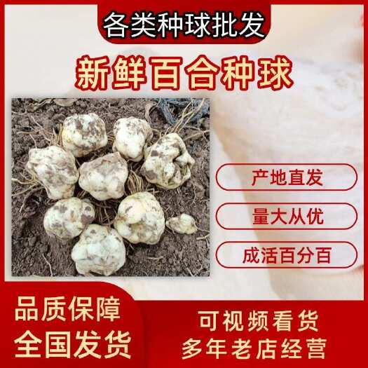 基地繁育甜百合一代种球抗病能力强，生长速度快，产量高