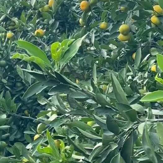 华宁县云南华宁盘溪蜜桔