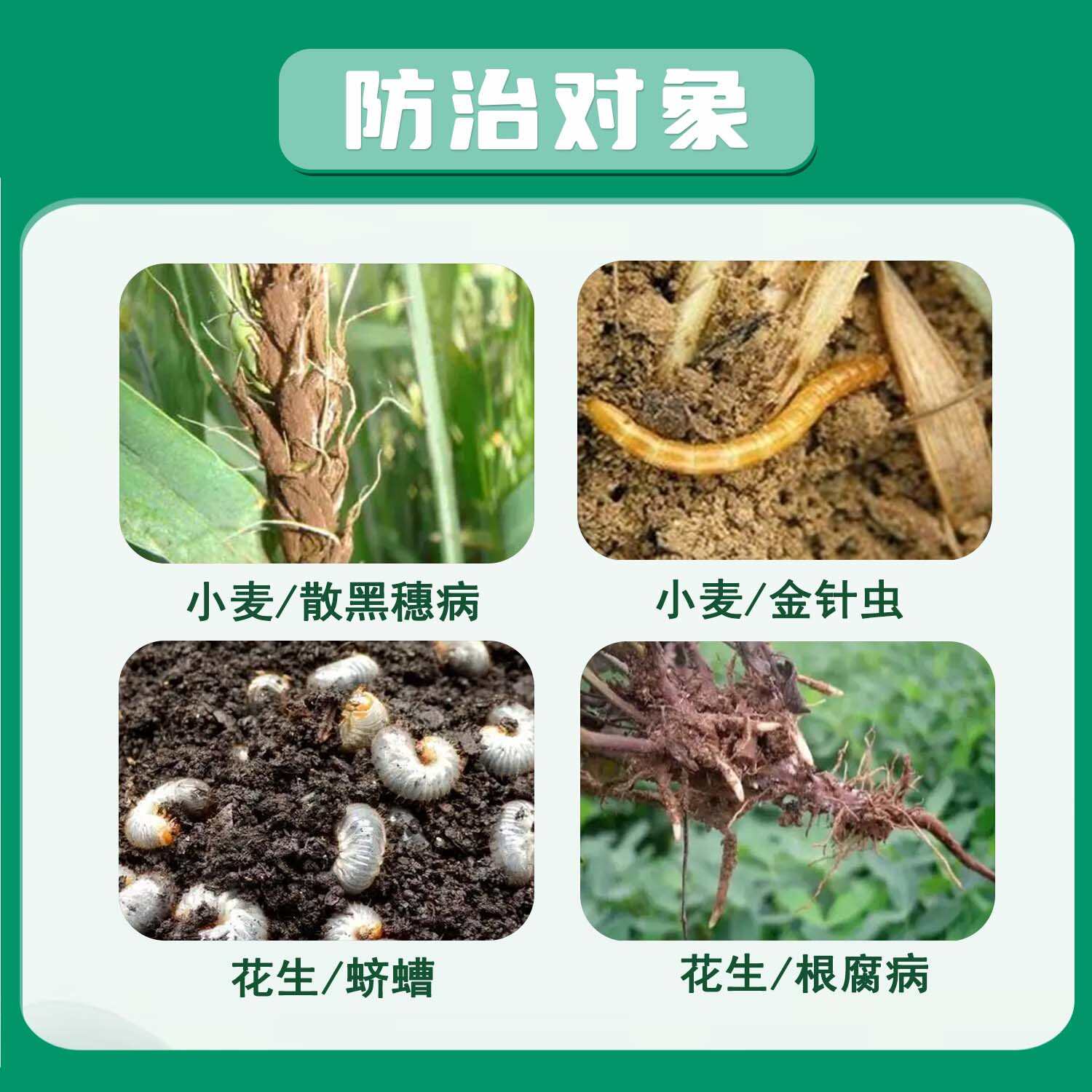 小麦花生拌种剂27%苯醚咯噻虫金针虫蛴螬根腐病正品拌种药