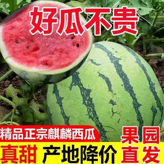 【新鲜发货】江苏正宗麒麟西瓜超甜8424美都薄皮瓜现摘应季新