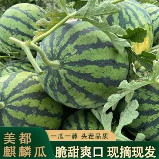 【新鲜发货】江苏正宗麒麟西瓜超甜8424美都薄皮瓜现摘批发批