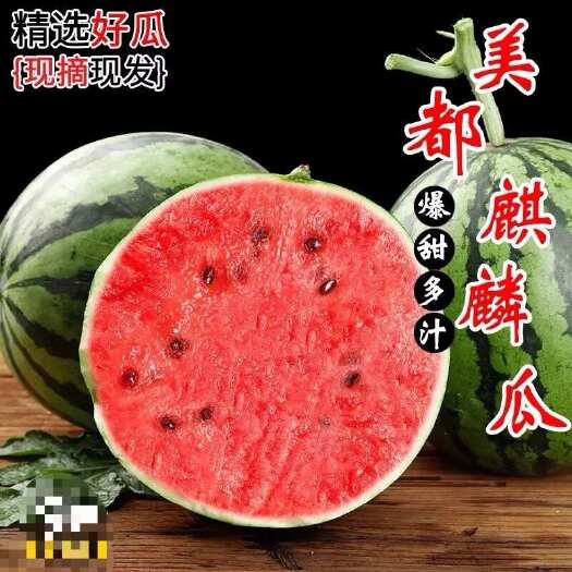 【新鲜发货】江苏南通麒麟西瓜超甜8424美都薄皮瓜现摘批发