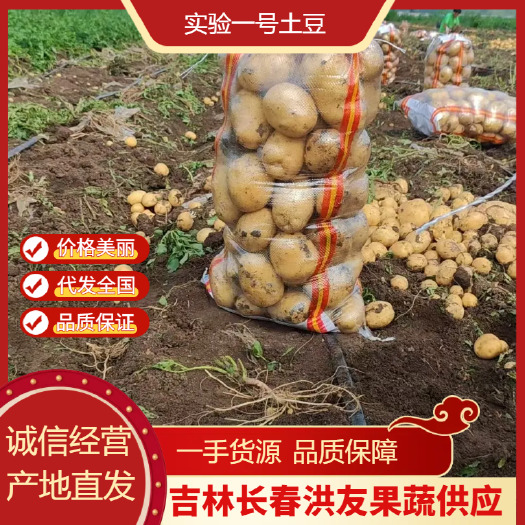 东北精品土豆 实验一号土豆 规格齐全 品质保证