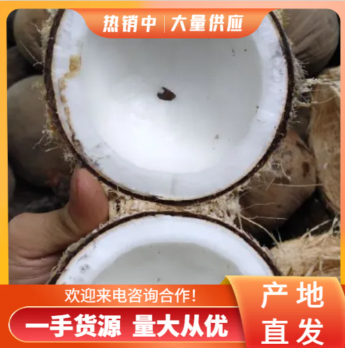 包邮产地直发，海南当季老毛椰子，都是产地价格