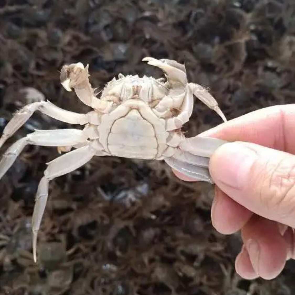 宣城扣蟹苗，蟹苗，大闸蟹幼苗，水阳蟹苗，大母本