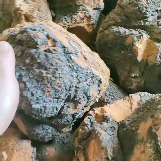 昆明桦树茸统货，大货批发，亏存8吨货
