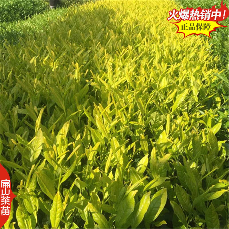 浙农117茶苗鸠坑早茶苗玉露桂茶树苗早茶春茶叶苗批发30CM