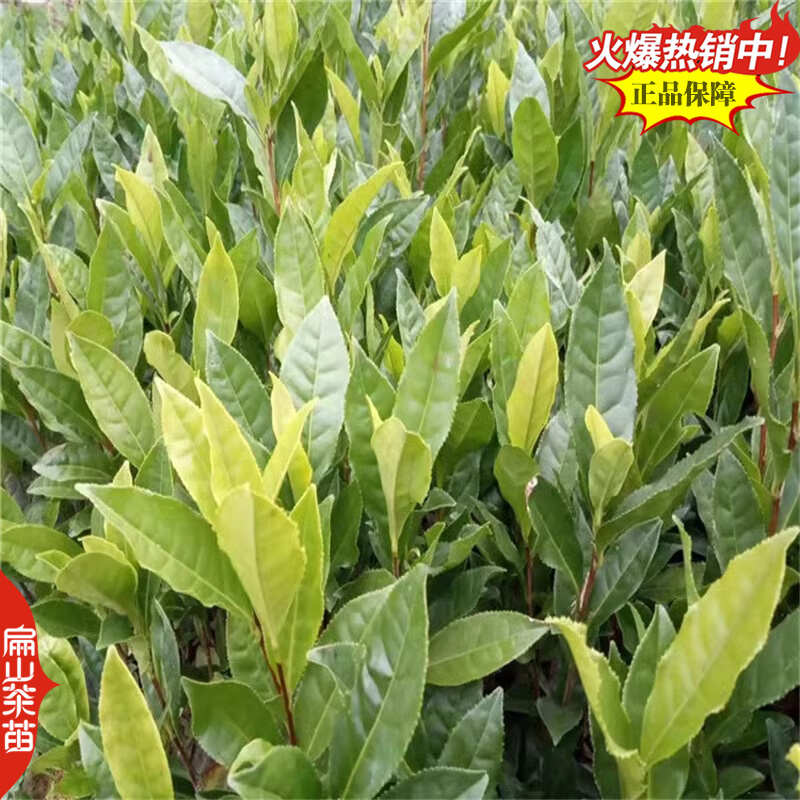 浙农117茶苗鸠坑早茶苗玉露桂茶树苗早茶春茶叶苗批发30CM