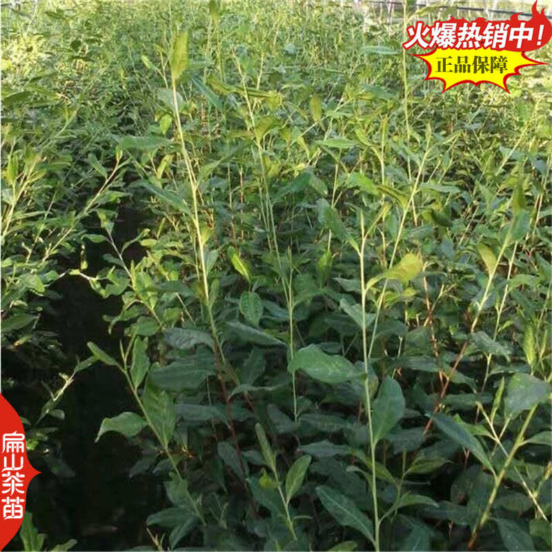 浙农117茶苗鸠坑早茶苗玉露桂茶树苗早茶春茶叶苗批发30CM