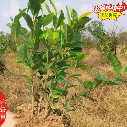 江西凤凰单丛茶叶苗蜜兰香鸭屎香锯朵仔乌叶茶苗带土带叶15CM