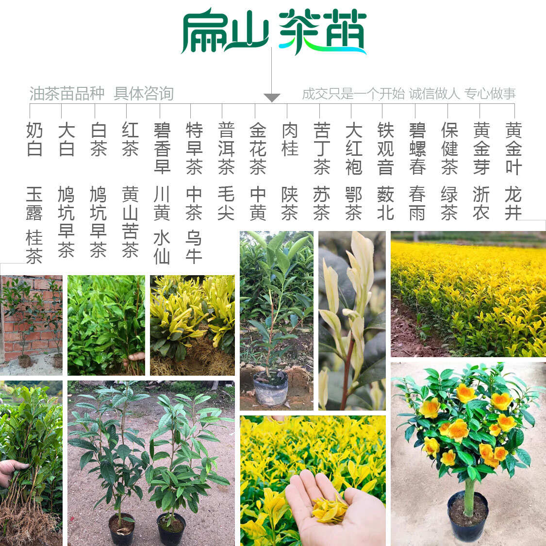 浙农117茶苗鸠坑早茶苗玉露桂茶树苗早茶春茶叶苗批发30CM