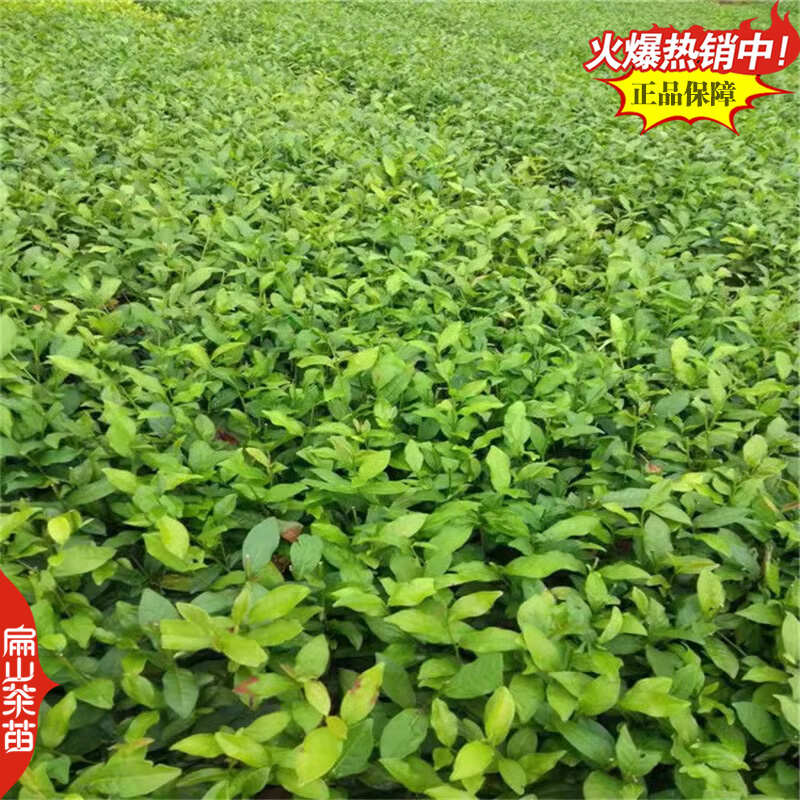 浙农117茶苗鸠坑早茶苗玉露桂茶树苗早茶春茶叶苗批发30CM