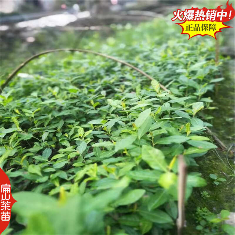浙农117茶苗鸠坑早茶苗玉露桂茶树苗早茶春茶叶苗批发30CM