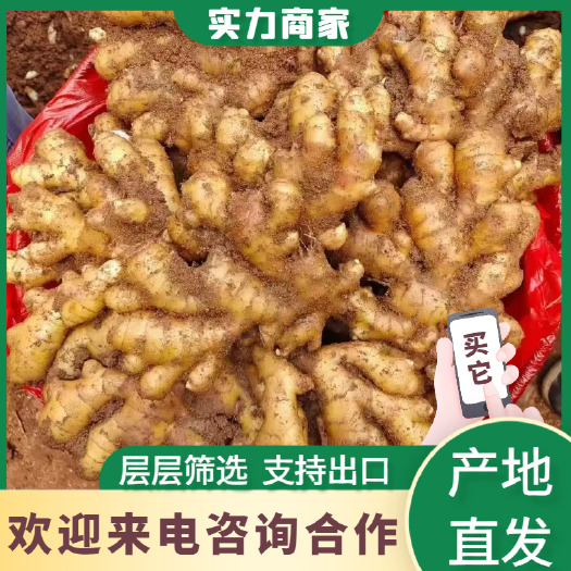 沂南县【诚信经营—实力对接】《质优大黄姜电商货/沙土姜//水洗姜》