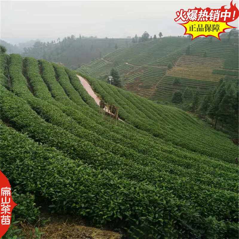 浙农117茶苗鸠坑早茶苗玉露桂茶树苗早茶春茶叶苗批发30CM
