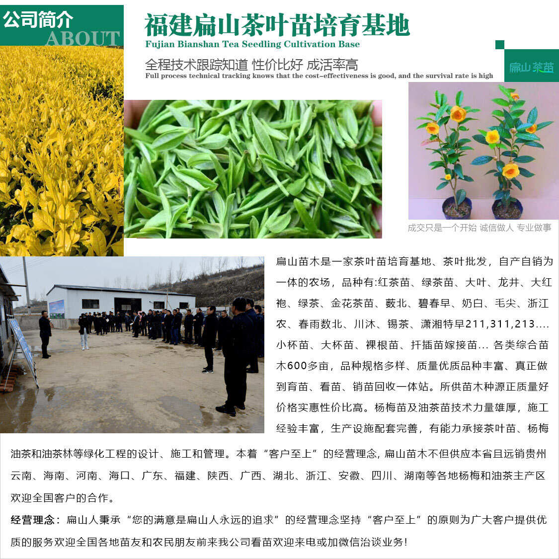 浙农117茶苗鸠坑早茶苗玉露桂茶树苗早茶春茶叶苗批发30CM